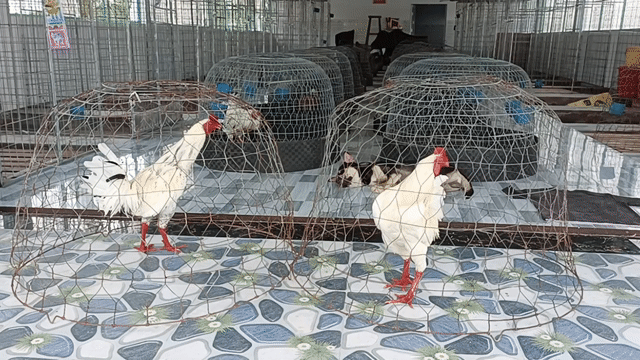 Gà trống trắng đực. Mua bán Gà tại Thành phố Sóc Trăng Sóc Trăng được đăng bởi Tiền Gà  hình 1