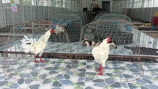Gà trống trắng đực. Mua bán Gà tại Thành phố Sóc Trăng Sóc Trăng được đăng bởi Tiền Gà  hình 1