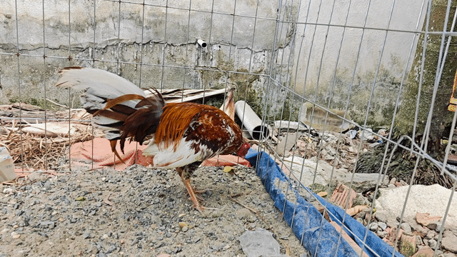 tre bông. Mua bán Gà tại Quận 12 Tp Hồ Chí Minh được đăng bởi Cao Huy  hình 1