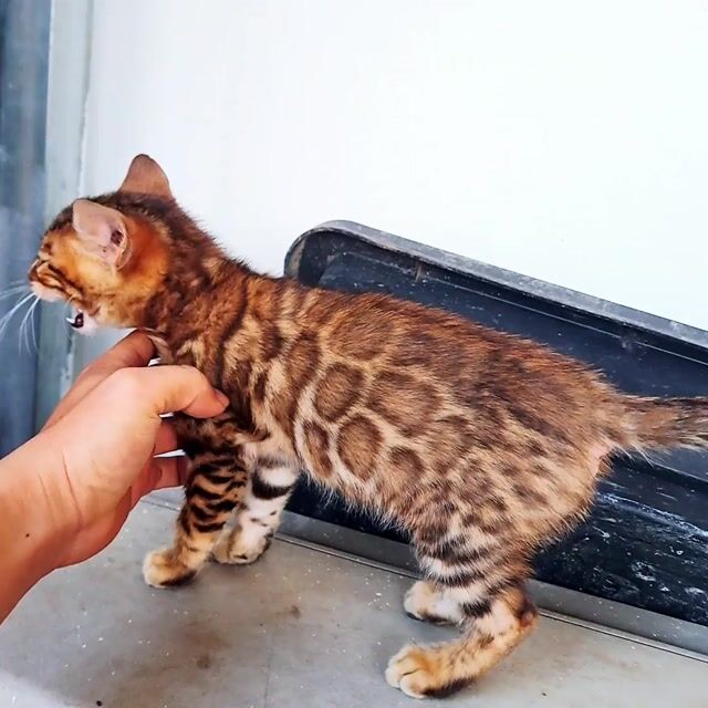 Mèo bebgal  hơn 2th ,ngoan,sạch sẽ, quấn chủ.. Mua bán Mèo tại Huyện Hoài Đức Hà Nội được đăng bởi ngo doan toan hình 1