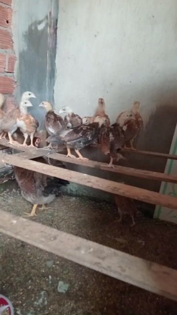 Gà con nhiều màu 1 tháng 20 ngày. Mua bán Gà tại Huyện Bến Lức Long An được đăng bởi Hoàng  hình 1