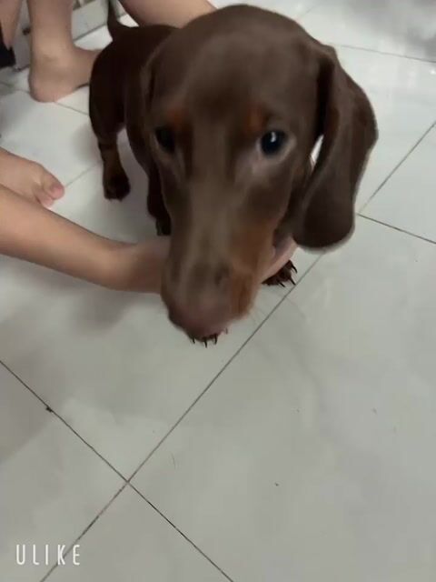 Chó Lạp xưởng Socola 4 tháng tuổi. Mua bán Chó tại Huyện Củ Chi Tp Hồ Chí Minh được đăng bởi Tài  hình 1