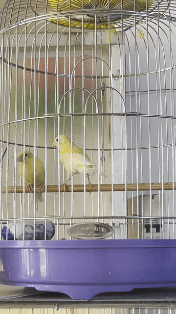 Chim Hoàng yến 2 tháng tuổi Đau chân. Mua bán Chim tại Quận Bình Tân Tp Hồ Chí Minh được đăng bởi Thoai Vu hình 1