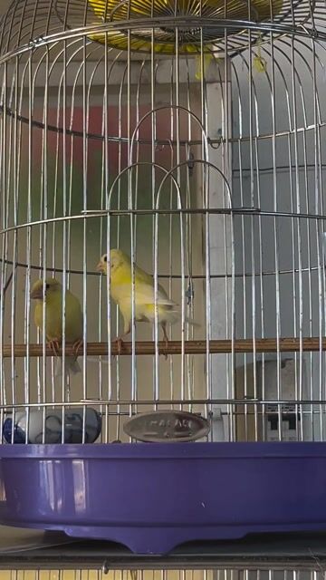 Chim Hoàng yến 2 tháng tuổi Đau chân. Mua bán Chim tại Quận Bình Tân Tp Hồ Chí Minh được đăng bởi Thoai Vu hình 1