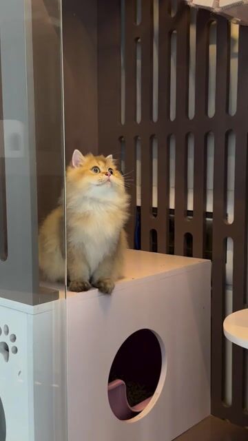 BLH By11(12). Mua bán Mèo tại Thành phố Thủ Đức Tp Hồ Chí Minh được đăng bởi Hồng Quân hình 1