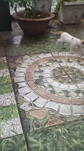 Nhà Nhiều Bán  Bớt.  Mèo con Trắng cam Mắt Xanh. Mua bán Mèo tại Quận Bình Tân Tp Hồ Chí Minh được đăng bởi phạm Thị Tươi hình 1