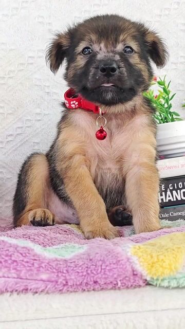 Bé trai Nhật lai vòng đỏ dễ thương . Mua bán Chó tại Huyện Hóc Môn Tp Hồ Chí Minh được đăng bởi Smile Pet hình 1
