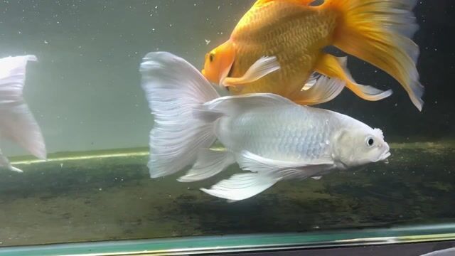 Cá cảnh Cá phi tầng Trắng. Mua bán Thú cưng khác tại Quận Liên Chiểu Đà Nẵng được đăng bởi về đâu hình 1