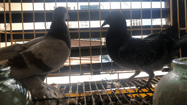 Chim bồ câu Đen, Nâu trắng 2 con Chim tơ. Mua bán Chim tại Quận Tân Phú Tp Hồ Chí Minh được đăng bởi Huy vu hình 1