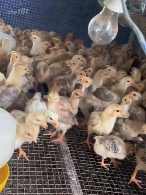 Gà Tàu Đất 2 TUẦN TUỔI . Mua bán Gà tại Thành phố Dĩ An Bình Dương được đăng bởi Vu Tho hình 1