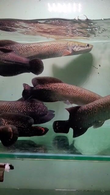 Cá cảnh Hải tượng long Đỏ. Mua bán Thú cưng khác tại Quận 12 Tp Hồ Chí Minh được đăng bởi hải tượng long giá rẻ hình 1