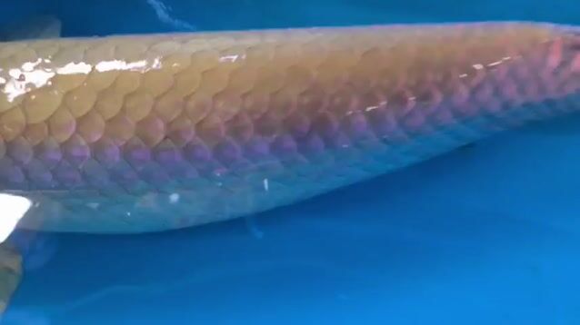 Bán cá hải tượng long size gần 90cm. Mua bán Thú cưng khác tại Quận 12 Tp Hồ Chí Minh được đăng bởi hải tượng long giá rẻ hình 1