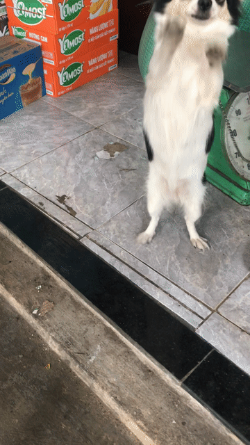Chó Chihuahua lông dài đen trắng. Mua bán Chó tại Quận Tân Phú Tp Hồ Chí Minh được đăng bởi Hong loan hình 1