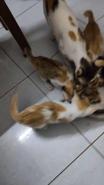Mèo ta nhiều màu gần 2 tháng tuổi. Mua bán Mèo tại Quận Ngũ Hành Sơn Đà Nẵng được đăng bởi Nguyễn Đình Quyết hình 1