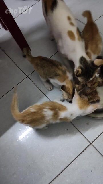 Mèo ta nhiều màu gần 2 tháng tuổi. Mua bán Mèo tại Quận Ngũ Hành Sơn Đà Nẵng được đăng bởi Nguyễn Đình Quyết hình 1