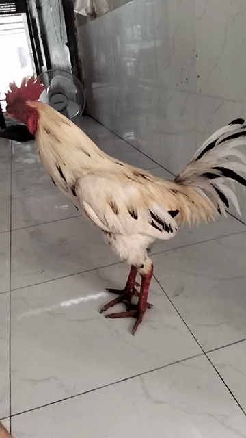 Gà Trống Trắng Đỏ 3k. Mua bán Gà tại Huyện Chợ Mới An Giang được đăng bởi Tâm Xì hình 1