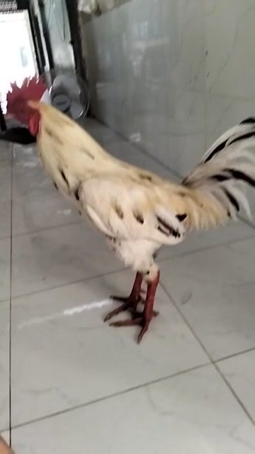 Gà Trống Trắng Đỏ 3k. Mua bán Gà tại Huyện Chợ Mới An Giang được đăng bởi Tâm Xì hình 1