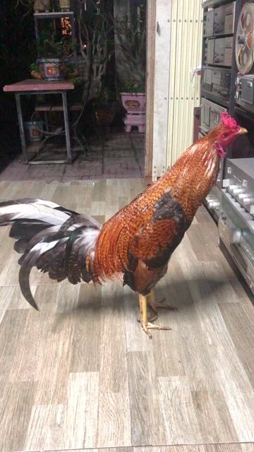 Gà Asil Kelso F1 9 tháng 2kg650 ne lườn nhẹ. Mua bán Gà tại Quận Bình Thuỷ Cần Thơ được đăng bởi Âm thanh xưa Cần Thơ hình 1