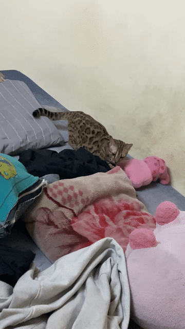 Mèo Bengal đực 1 tuổi đốm vằn đã tiêm phòng. Mua bán Mèo tại Quận Bắc Từ Liêm Hà Nội được đăng bởi đại đức hình 1
