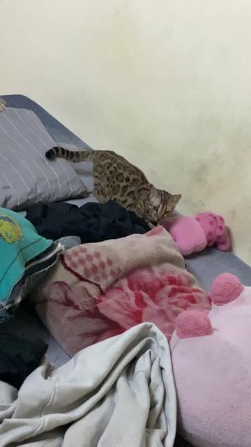 Mèo Bengal đực 1 tuổi đốm vằn đã tiêm phòng. Mua bán Mèo tại Quận Bắc Từ Liêm Hà Nội được đăng bởi đại đức hình 1