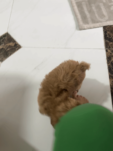 Chó Poodle 2 tháng Nâu socola đã tiêm. Mua bán Chó tại Thị xã Bến Cát Bình Dương được đăng bởi Lang Thị Mai  hình 1