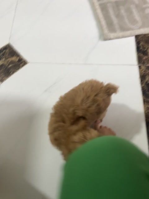 Chó Poodle 2 tháng Nâu socola đã tiêm. Mua bán Chó tại Thị xã Bến Cát Bình Dương được đăng bởi Lang Thị Mai  hình 1