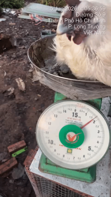 Gà ác làm sạch 1.6kg. Mua bán Gà tại Thành phố Thủ Đức Tp Hồ Chí Minh được đăng bởi Yum Nguyễn hình 1