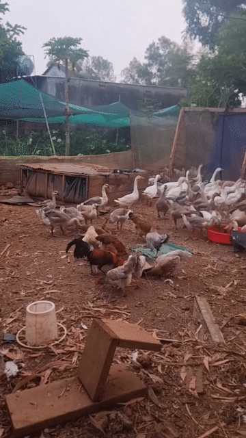 Ngỗng phong thủy. Mua bán Thú cưng khác tại Huyện Vĩnh Cửu Đồng Nai được đăng bởi Trần Phước hình 1