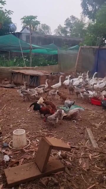 Ngỗng phong thủy. Mua bán Thú cưng khác tại Huyện Vĩnh Cửu Đồng Nai được đăng bởi Trần Phước hình 1