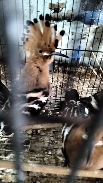 chim đầu rìu. Mua bán Chim tại Huyện Hóc Môn Tp Hồ Chí Minh được đăng bởi Hoàng Ngọc Bà Điểm hình 1