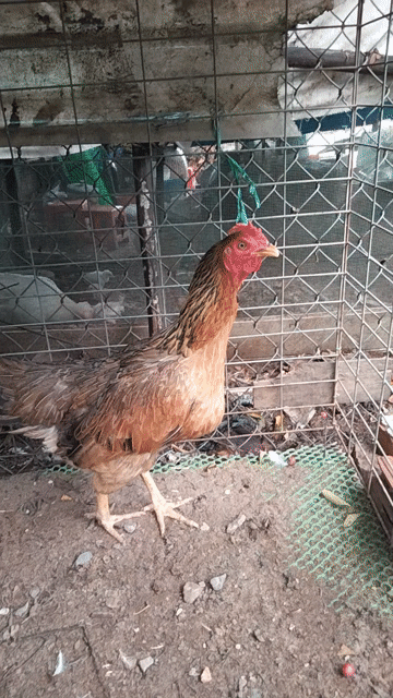 Gà mái 2.6kg 9 tháng Nâu vàng. Mua bán Gà tại Quận Bình Thuỷ Cần Thơ được đăng bởi tai nhớt  hình 1