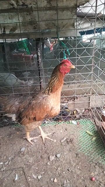 Gà mái 2.6kg 9 tháng Nâu vàng. Mua bán Gà tại Quận Bình Thuỷ Cần Thơ được đăng bởi tai nhớt  hình 1