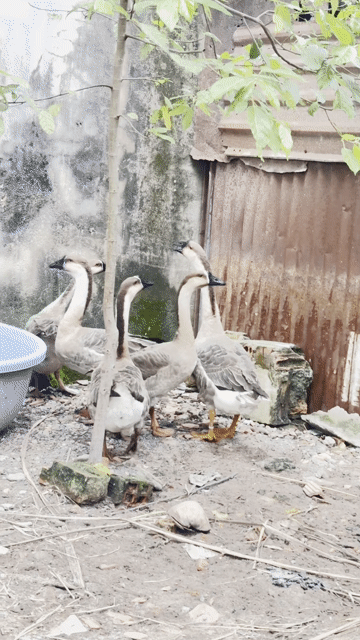 5con Ngỗng Lai sư tử tơ Đồng Nai. Mua bán Thú cưng khác tại Quận 12 Tp Hồ Chí Minh được đăng bởi HoanGNam Phát Farm hình 1