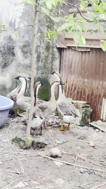 5con Ngỗng Lai sư tử tơ Đồng Nai. Mua bán Thú cưng khác tại Quận 12 Tp Hồ Chí Minh được đăng bởi HoanGNam Phát Farm hình 1