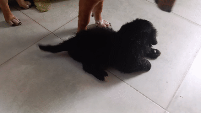 Chó con Đen. Mua bán Chó tại Quận Bình Thạnh Tp Hồ Chí Minh được đăng bởi Anh Tai hình 1