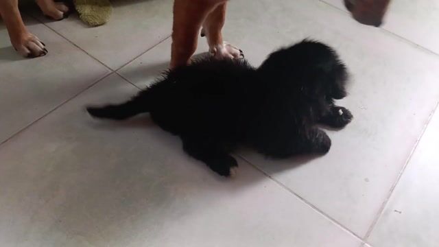 Chó con Đen. Mua bán Chó tại Quận Bình Thạnh Tp Hồ Chí Minh được đăng bởi Anh Tai hình 1