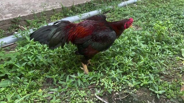 Gà chọi Asil 1.5kg Đỏ đen. Mua bán Gà tại Thành phố Mỹ Tho Tiền Giang được đăng bởi Hoà Việt Lai hình 1