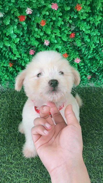NHẬT LAI POODLE MÀU VÀNG MƠ NHẸ SIÊU LANH. Mua bán Chó tại Huyện Hóc Môn Tp Hồ Chí Minh được đăng bởi Cún xinh nhà TaDa hình 1
