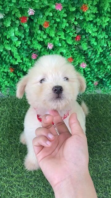 NHẬT LAI POODLE MÀU VÀNG MƠ NHẸ SIÊU LANH. Mua bán Chó tại Huyện Hóc Môn Tp Hồ Chí Minh được đăng bởi Cún xinh nhà TaDa hình 1