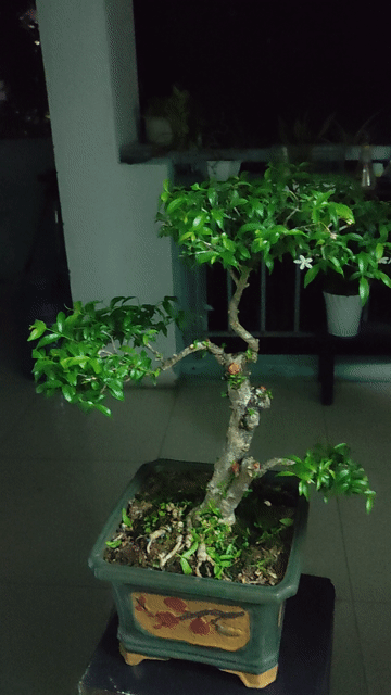 Cây cảnh Mai chiếu thủy Bonsai. Mua bán Cây cảnh, đồ trang trí tại Quận Hải Châu Đà Nẵng được đăng bởi Lê thái thọ  hình 1