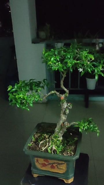 Cây cảnh Mai chiếu thủy Bonsai. Mua bán Cây cảnh, đồ trang trí tại Quận Hải Châu Đà Nẵng được đăng bởi Lê thái thọ  hình 1