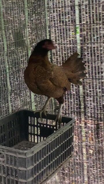 Gà Asil Sweater khét. Mua bán Gà tại Thành phố Bà Rịa Bà Rịa - Vũng Tàu được đăng bởi Đạt hình 1