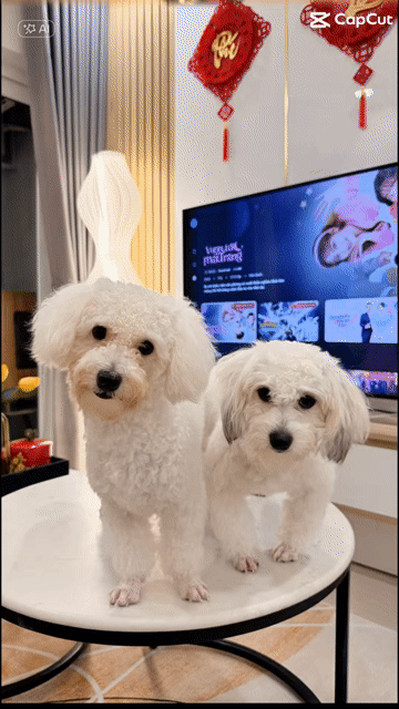 Chó Poodle Trắng Đực Cái. Mua bán Chó tại Quận Bình Tân Tp Hồ Chí Minh được đăng bởi Sang Tony hình 1