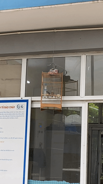 Chim truyền ốc mít đực nâu trắng siêng hót. Mua bán Chim tại Quận Thanh Khê Đà Nẵng được đăng bởi Việt hình 1