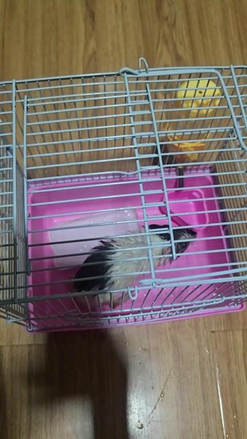 Chuột lang. Mua bán Thú cưng khác tại Quận Hoàn Kiếm Hà Nội được đăng bởi PG Bảo hình 1