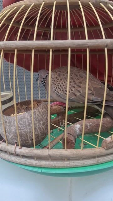 bán hoặc giao lưu. Mua bán Chim tại Quận Tân Phú Tp Hồ Chí Minh được đăng bởi Tin Tin hình 1