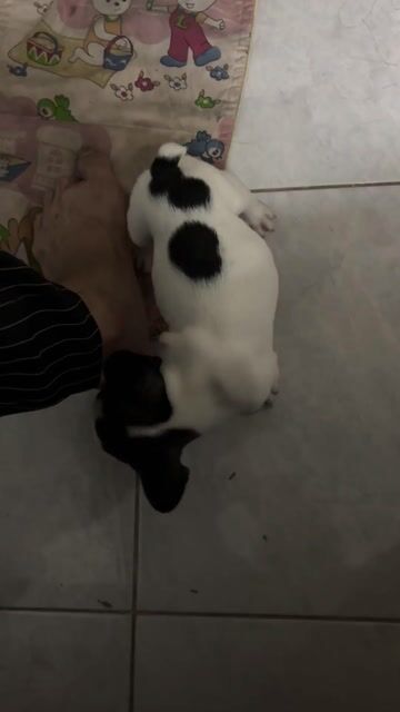 Chó Bull Pháp Đen trắng. Mua bán Chó tại Quận Gò Vấp Tp Hồ Chí Minh được đăng bởi An JB Nguyễn hình 1