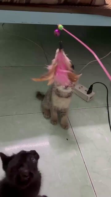 mèo anh lai ta. Mua bán Mèo tại Quận Bình Tân Tp Hồ Chí Minh được đăng bởi lvy hình 1