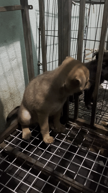 Chó con giống nhỏ 1 tháng tuổi đen nâu. Mua bán Chó tại Thành phố Thuận An Bình Dương được đăng bởi Phạm Yến hình 1