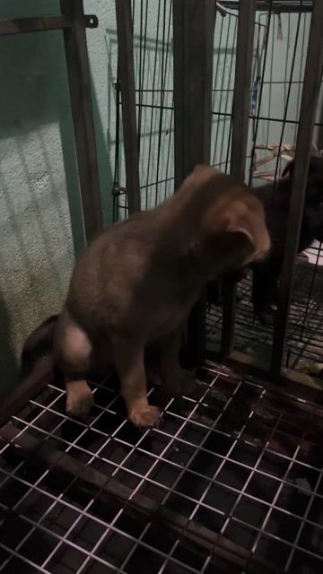 Chó con giống nhỏ 1 tháng tuổi đen nâu. Mua bán Chó tại Thành phố Thuận An Bình Dương được đăng bởi Phạm Yến hình 1